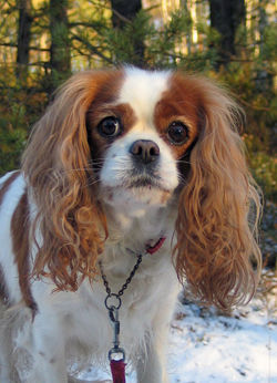 Cavalier King Charles Spaniel