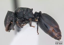 Cephalotes fiebrigi