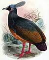 Ilustração de J. G. Keulemans, 1904