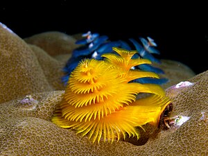 Havsborstmasken Spirobranchus giganteus.