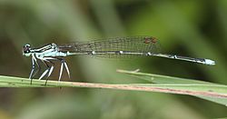 モノサシトンボ♂、愛知県、2013年6月7日