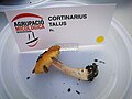 Cortinarius talus