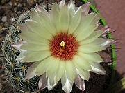 Coryphantha cornifera