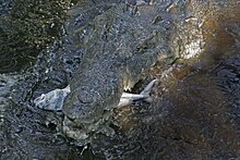 Crocodylus acutus in La Manzanilla, Mexico. Crocodylus acutus feeding.jpg