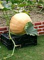 Cucurbita maxima