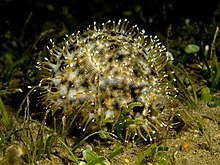 Cypraea tigris (Tiger cowrie).jpg