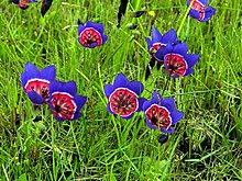 Darling Wildflower Reserve - Geissorhiza radians 1.JPG