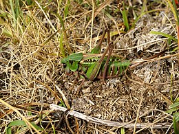 Decticus verrucivorus.jpg