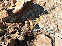 Flowering in habitat