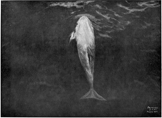 View from above of the Risso's dolphin Pelorus Jack on the surface of the ocean