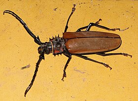 Fotografia de um besouro E. armillatus em San Antero, Córdoba, Colômbia.