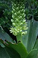 Gewellte Schopflilie (Eucomis autumnalis subsp. clavata)