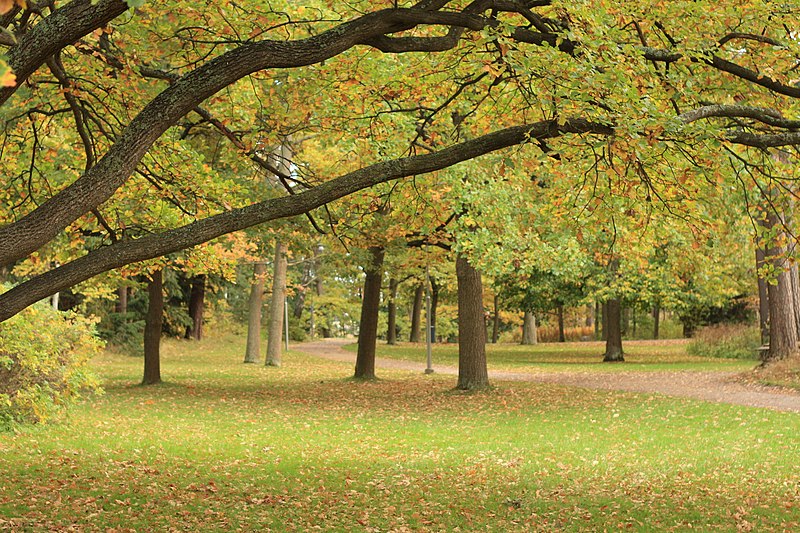 File:Fall colors in Seurasaari.JPG