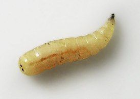Личинка Musca domestica