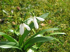 Fleurs et feuillage de Galanthus woronowii, le Perce-neige de Voronov