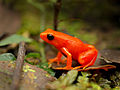 Оранжево-красная лягушка