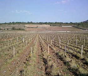 Image illustrative de l’article Montrachet (AOC)