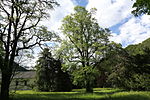 Bäume beim Schloss Waldstein