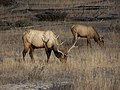 Grazing Elk in Yellowstone National Park