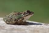 Pelophylax saharicus