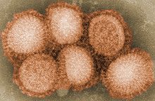 H1N1 viral strain, a priority target for pandemic research H1N1 navbox.jpg