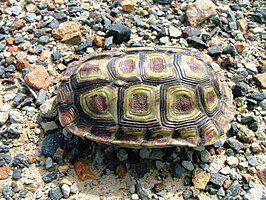 Areolenschildpad