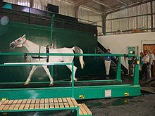 a grey horse, in a closed building, walking on a treadmill