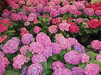 Hydrangea macrophylla