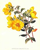 Hypericum