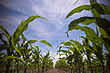 Ladang jagung yang terletak di Dakota Selatan, Amerika Syarikat