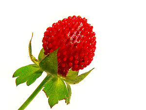 Wild Strawberry, also called Indian strawberry...