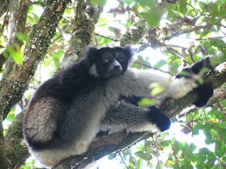 Indri resting after feeding in Andasibe-Mantadia National Park