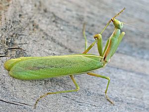 Iris oratoria (Linnaeus, 1758)