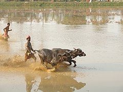 Course dans le village de Vandaru.