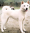 Korean Jindo Dog.jpg