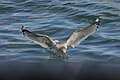 Larus canus subsp. brachyrhynchus 海鸥降落水面上 A Mew Gull at its Touchdown to Water