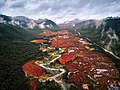 Ryškiai raudonos dėl magelaninių kiminų pelkės. Lasifašacho slėnis, Ugnies Žemė, Argentina