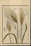 T. monococcum, Japanese agricultural encyclopedia Seikei Zusetsu (1804)