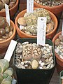 Lithops dorotheae