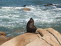 Um lobo marinho tomando sol em uma rocha.