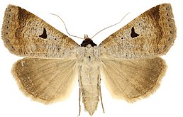 Самиця Lygephila lusoria lusoria