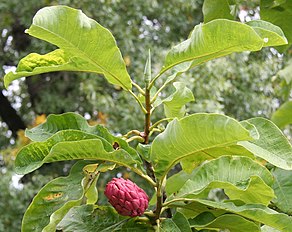 Magnolia tripetala