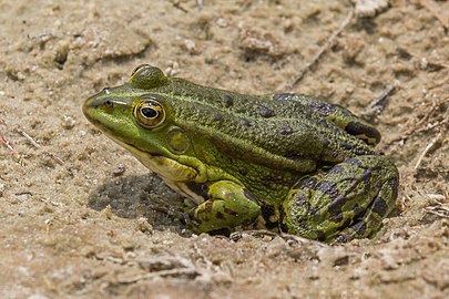 Marsh frog Pelophylax ridibundus Poland