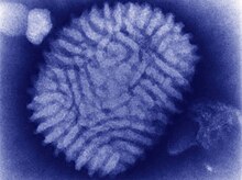 Електронна микрофотография на вирион Myxoma virus