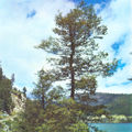 The Patagonian oak, roble or roble beech