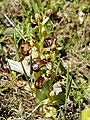 Ophrys speculum (plants). 
 jpg