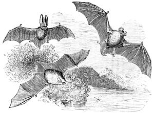 British bats