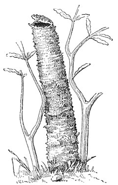 Description de l'image PSM V38 D203 Turret with trap door of dolichoscaptus latastei.jpg.