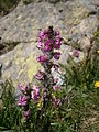 Pedicularis rostratospicata 002. jpg