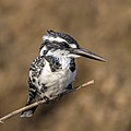 Pied kingfisher (Ceryle rudis leucomelanurus) female, Chambal River, UP, India